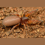 Palpimanus transvaalicus